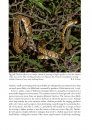 Amphibians and Reptiles of the St. Vincent and Grenada Banks, West Indies