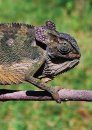 Chameleons of Africa