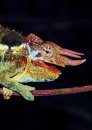 Chameleons of Africa