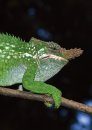Chameleons of Africa