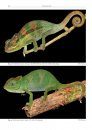 Chameleons of Africa