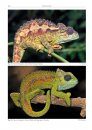 Chameleons of Africa
