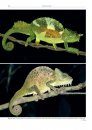 Chameleons of Africa