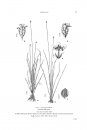 Flora del Paraguay, Volume 47: Xyridaceae