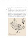 Boissiera, Volume 71: Taxonomic Treatment of Abrahamia Randrian. & Lowry, a New Genus of Anacardiaceae from Madagascar