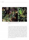 Boissiera, Volume 71: Taxonomic Treatment of Abrahamia Randrian. & Lowry, a New Genus of Anacardiaceae from Madagascar