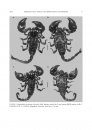 Redefinition and Systematic Revision of the East African Scorpion Genus Pandinoides (Scorpiones: Scorpionidae) with Critique of the Taxonomy of Pandinus, Sensu Lato