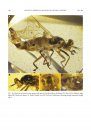 Diverse Orthorrhaphan Flies (Insecta: Diptera: Brachycera) in Amber from the Cretaceous of Myanmar: Brachycera in Cretaceous Amber, Part 7