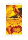 Diverse Orthorrhaphan Flies (Insecta: Diptera: Brachycera) in Amber from the Cretaceous of Myanmar: Brachycera in Cretaceous Amber, Part 7