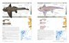 Field Guide to Sharks, Rays & Chimaeras of Europe and the Mediterranean