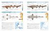 Field Guide to Sharks, Rays & Chimaeras of Europe and the Mediterranean