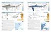 Field Guide to Sharks, Rays & Chimaeras of Europe and the Mediterranean
