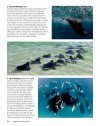 Guide to the Manta & Devil Rays of the World