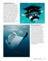 Guide to the Manta & Devil Rays of the World