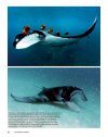 Guide to the Manta & Devil Rays of the World