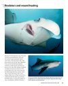 Guide to the Manta & Devil Rays of the World
