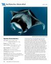 Guide to the Manta & Devil Rays of the World