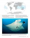 Guide to the Manta & Devil Rays of the World
