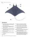 Guide to the Manta & Devil Rays of the World