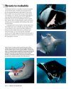 Guide to the Manta & Devil Rays of the World