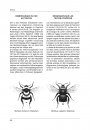Fauna Helvetica 29: Apidae 1 [French / German]