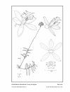 Icones Orchidacearum, Fascicle 16(1)