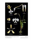 Icones Orchidacearum, Fascicle 16(1)