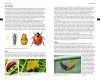 Field Guide to the Ladybirds of Britain and Ireland