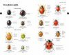 Field Guide to the Ladybirds of Britain and Ireland