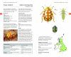 Field Guide to the Ladybirds of Britain and Ireland