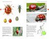 Field Guide to the Ladybirds of Britain and Ireland