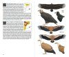 Ocells de Catalunya, País Valencià i Balears: Inclou també Catalunya Nord, Franja de Ponent i Andorra [Birds of Catalonia, Valencia and the Balearic Islands: Including North Catalonia, the Western Strip and Andorra]