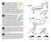 Ocells de Catalunya, País Valencià i Balears: Inclou també Catalunya Nord, Franja de Ponent i Andorra [Birds of Catalonia, Valencia and the Balearic Islands: Including North Catalonia, the Western Strip and Andorra]