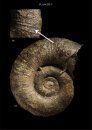Les Ammonites du Pliensbachien Inférieur de la Vendée Méridionale (France): Étude Taxonomique – Implications Stratigraphiques et Paléogéographiques