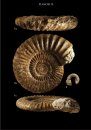 Les Ammonites du Pliensbachien Inférieur de la Vendée Méridionale (France): Étude Taxonomique – Implications Stratigraphiques et Paléogéographiques