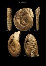 Les Ammonites du Pliensbachien Inférieur de la Vendée Méridionale (France): Étude Taxonomique – Implications Stratigraphiques et Paléogéographiques