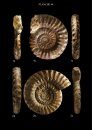 Les Ammonites du Pliensbachien Inférieur de la Vendée Méridionale (France): Étude Taxonomique – Implications Stratigraphiques et Paléogéographiques