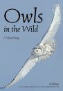 Owls In The Wild