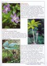 Common Indian Herbs and Shrubs: Pictorial Documentation, Volume 1