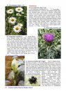 Common Indian Herbs and Shrubs: Pictorial Documentation, Volume 2