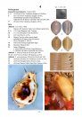 Cowries – A Guide to the Gastropod Family Cypraeidae, Volume 2