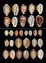 Cowries – A Guide to the Gastropod Family Cypraeidae, Volume 2