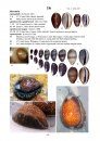 Cowries – A Guide to the Gastropod Family Cypraeidae, Volume 2