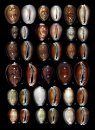Cowries – A Guide to the Gastropod Family Cypraeidae, Volume 2