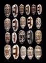 Cowries – A Guide to the Gastropod Family Cypraeidae, Volume 2