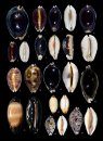 Cowries – A Guide to the Gastropod Family Cypraeidae, Volume 2