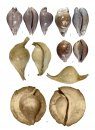 Cowries – A Guide to the Gastropod Family Cypraeidae, Volume 2