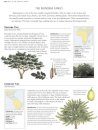 The Illustrated Encyclopedia of Trees of Britain and Europe