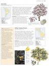 The Illustrated Encyclopedia of Trees of Britain and Europe