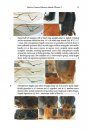 ZooKeys 639: Revision of the Western Palaearctic Species of Aleiodes Wesmael (Hymenoptera, Braconidae, Rogadinae), Part 1